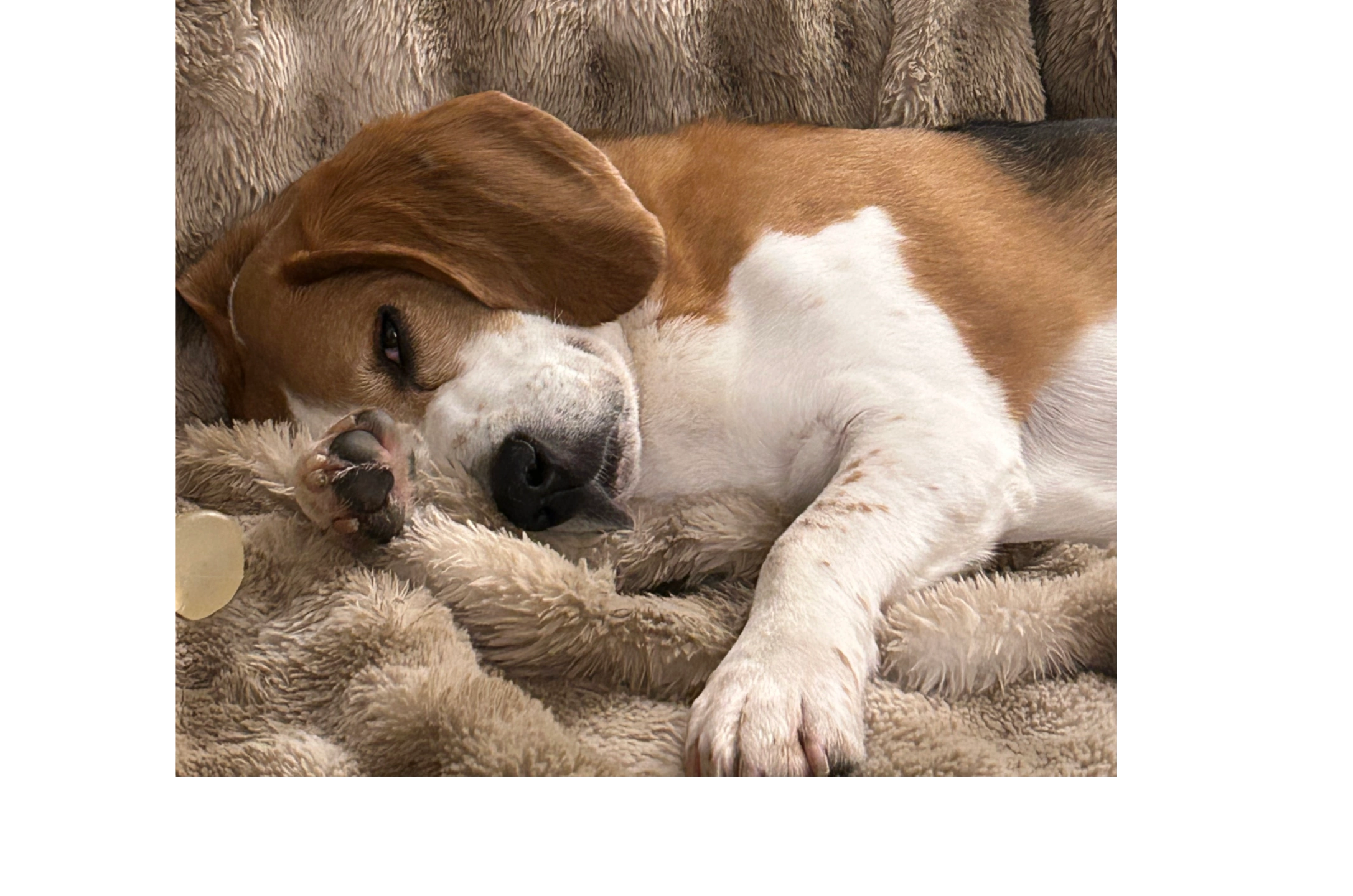 Dog resting