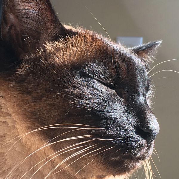 Cat portrait